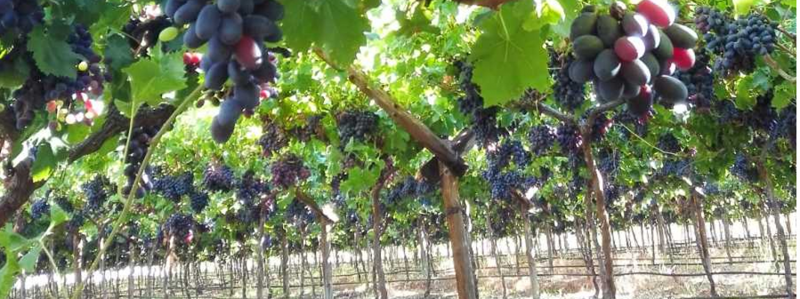 40ha Table Grape Farm at Western Cape, South Africa Middle East